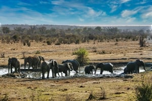 High Tea Safari Fahrt im National Park