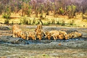 Podwieczorek na safari w parku narodowym