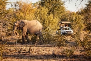Hwange, Victoriafallen och Chobe: Combo med safariäventyr