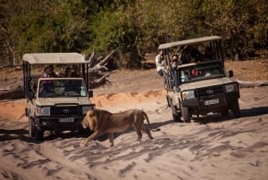Hwange, Victorian putoukset ja Chobe: Chobe: Safariseikkailu Combo