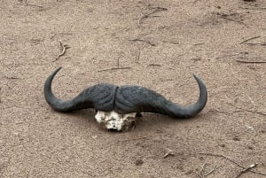 Hwange, Victorian putoukset ja Chobe: Chobe: Safariseikkailu Combo