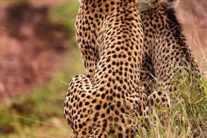 Hwange, Victoria Falls & Chobe: Safari Adventure Combo