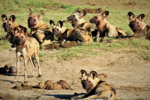 Hwange, Victoriafallen och Chobe: Combo med safariäventyr