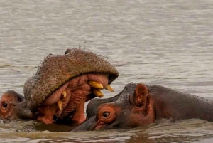 Johannesburg : circuit de 10 jours aux chutes Victoria et sur la Garden Route