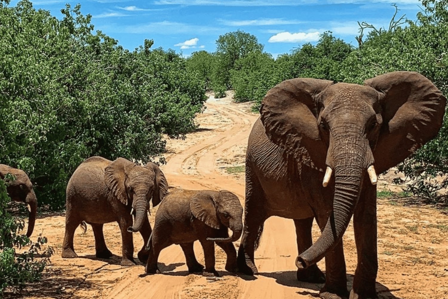 Kasane: 3-Day Chobe Big Five Safari at Two Rivers Hotel