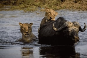 Kasane: 3-Day Chobe Big Five Safari at Two Rivers Hotel