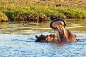 Kasane: 3-Day Chobe Big Five Safari at Two Rivers Hotel