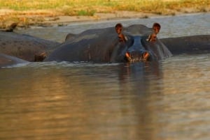 Kasane: Chobe National Park Ganztägige Pirschfahrt Safari