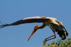 Kasane : Safari en 4x4 d'une journée complète au parc national de Chobe