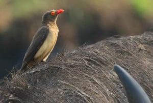 Kasane: Safari de un día entero en coche por el Parque Nacional de Chobe
