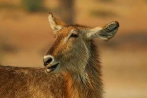 Kasane: Chobe National Park Ganztägige Pirschfahrt Safari