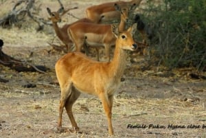 Kasane: Całodniowe safari w parku narodowym Chobe