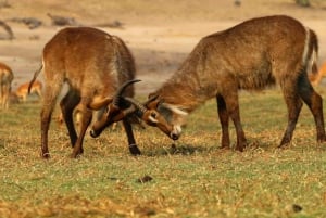 Kasane: Całodniowe safari w parku narodowym Chobe
