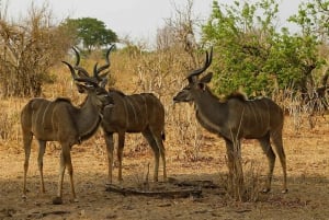 Kasane: Safari de un día entero en coche por el Parque Nacional de Chobe