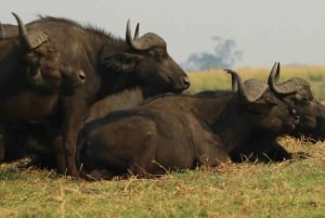 Kasane: Chobe National Park Full-Day Game Drive Safari