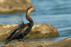 Kasane: Chobe National Park Full-Day Game Drive Safari