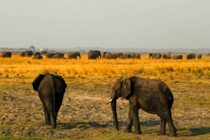 Kasane: Chobe National Park Full-Day Game Drive Safari