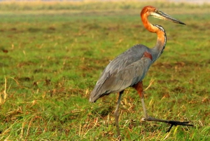 Kasane: Chobe National Park Full-Day Game Drive Safari