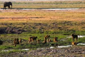 Kasane: Chobe National Park Full-Day Game Drive Safari