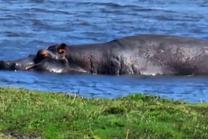 Chobe: Kreuzfahrt bei Sonnenuntergang