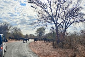Transport fra Kasane til Victoria Falls by eller omvendt