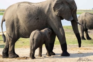 Livingstone: Chobe National Park Day Trip with Lunch