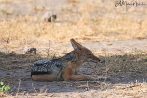 Livingstone: Chobe National Park Day Trip with Lunch