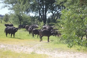 Livingstone: Safari i Chobe nasjonalpark med lunsj
