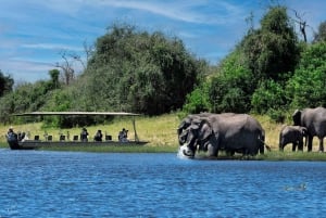 Livingstone: Safári no Parque Nacional Chobe com almoço