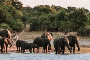 Livingstone: Safari nel Parco Nazionale del Chobe con pranzo