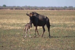 Makgadikgadi dagstur