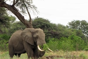 Makgadikgadi dagstur