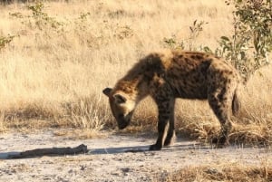 Makgadikgadi dagstur