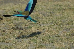 Makgadikgadi dagstur