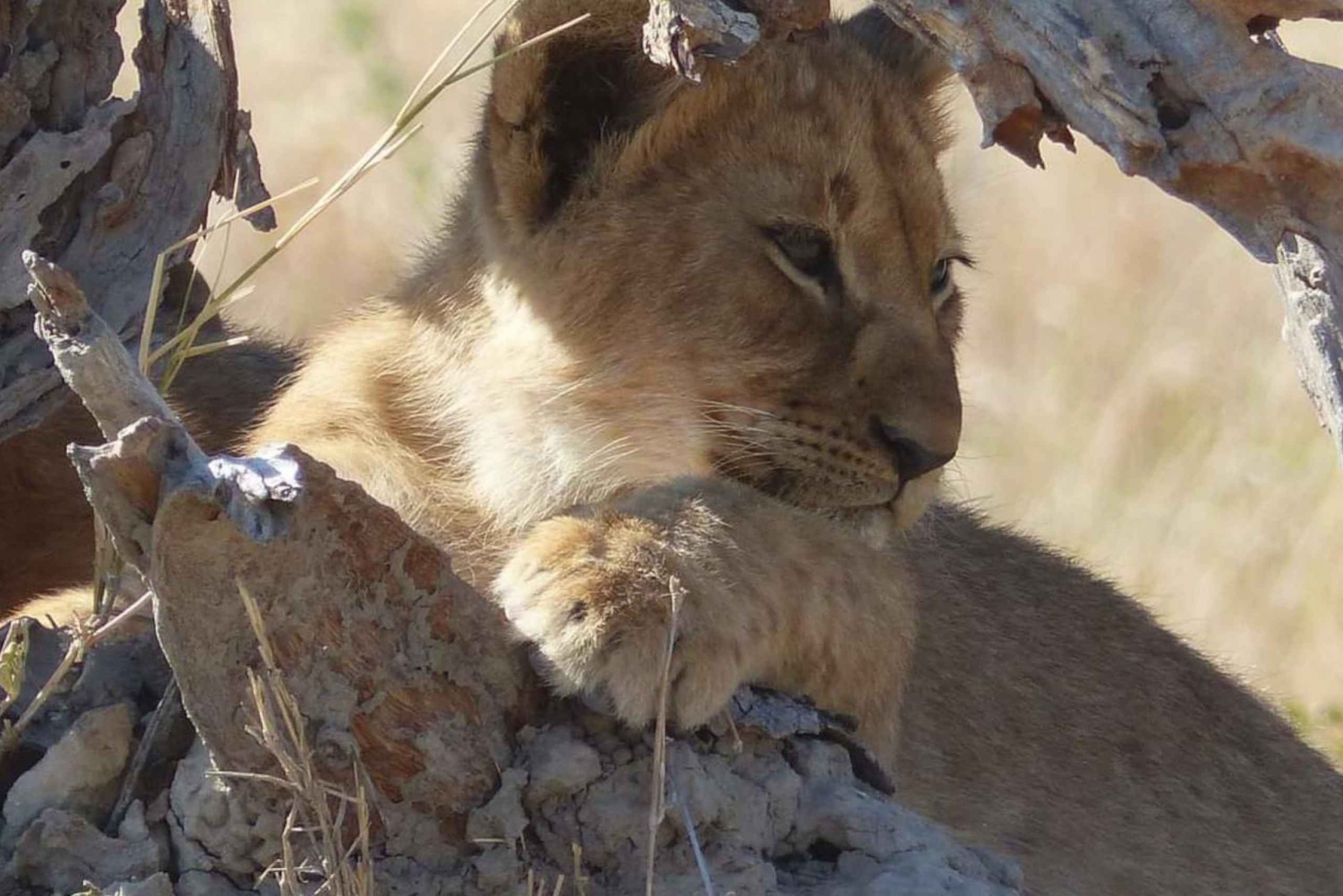 Maun:Excursão de 5 dias pela natureza selvagem de Makgadikgadi e Chobe em Botsuana