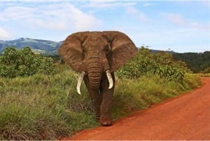 Maun: 6-Day Okavango, Savuti, Chobe &Victoria Falls Tour