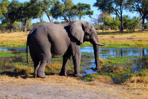 Maun: 7 Day All-Inclusive Guided Game Reserve Expedition