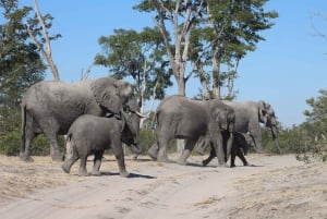 Maun: 7 Day All-Inclusive Guided Game Reserve Expedition
