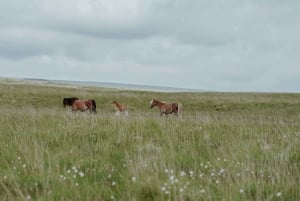 Maun, Botswana: Half Day Guided Horse Back Safari Ride