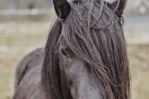 Maun, Botswana: Half Day Guided Horse Back Safari Ride