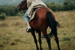 Maun, Botswana: Half Day Guided Horse Back Safari Ride