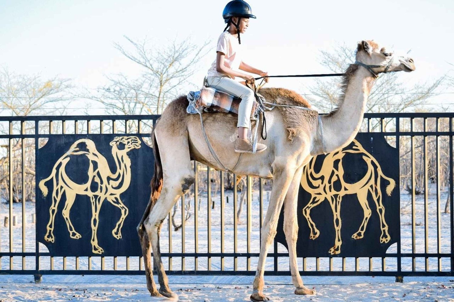 Maun, Botsuana: Safari Camel Adventure