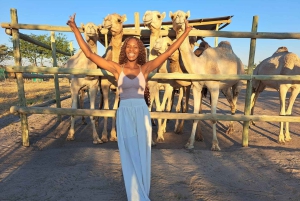 Maun, Botswana: Safari Camel Adventure