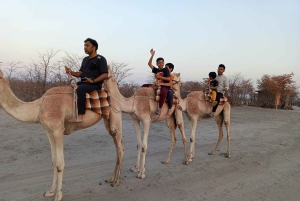 Maun, Botswana: Safari Camel Adventure