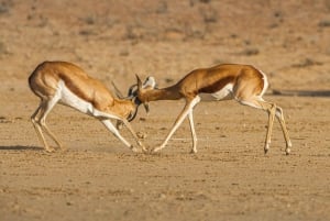 Maun Highlights Safari 3 Days/2 Nights