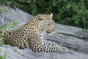 Maun Highlights Safari 3 Days/2 Nights