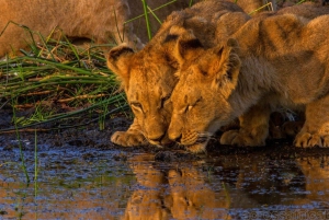 Maun Highlights Safari 3 Days/2 Nights