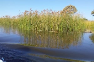 Maun: Okavango Delta Mokoro Tour och Bush Walk
