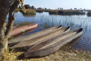 Maun: Okavango Delta Mokoro Tour og Bush Walk