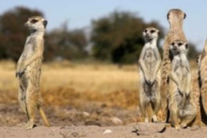 Meerkats & Stargazing 4 Nights 5 Days at Makgadikgadi Pans
